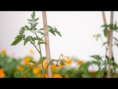 Cómo proteger tus plantas y flores con sensores de movimiento para jardín