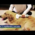 Cepillo de limpieza automático con sensor de movimiento para mascotas